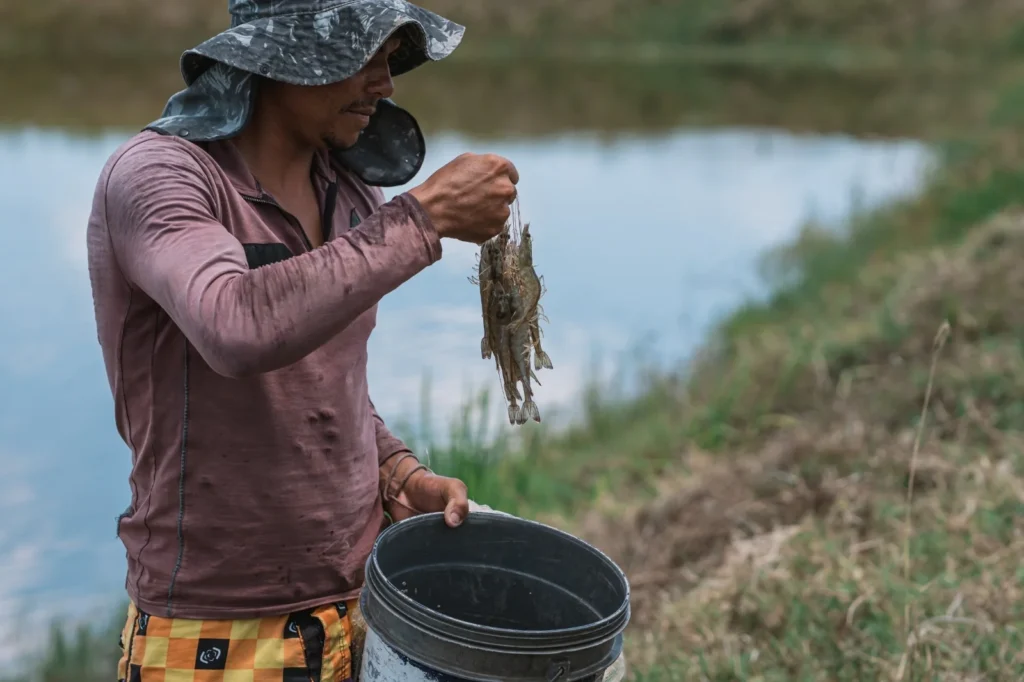 Camarão do Agreste: Geração de Milhões e Transformação na Economia do Mar