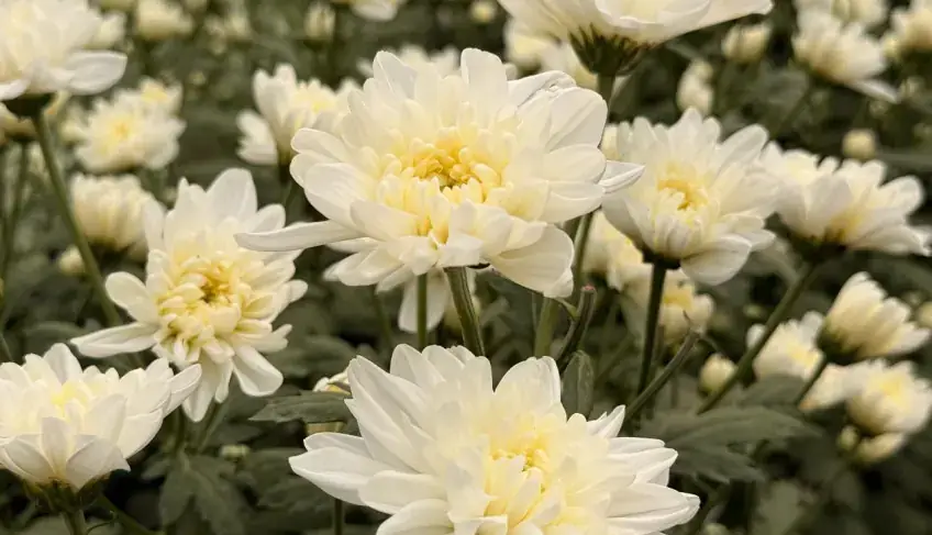 A Revolução das Flores: Crisântemos Transformam a Floricultura em Alagoas A Revolução das Flores: Crisântemos Transformam a Floricultura em Alagoas