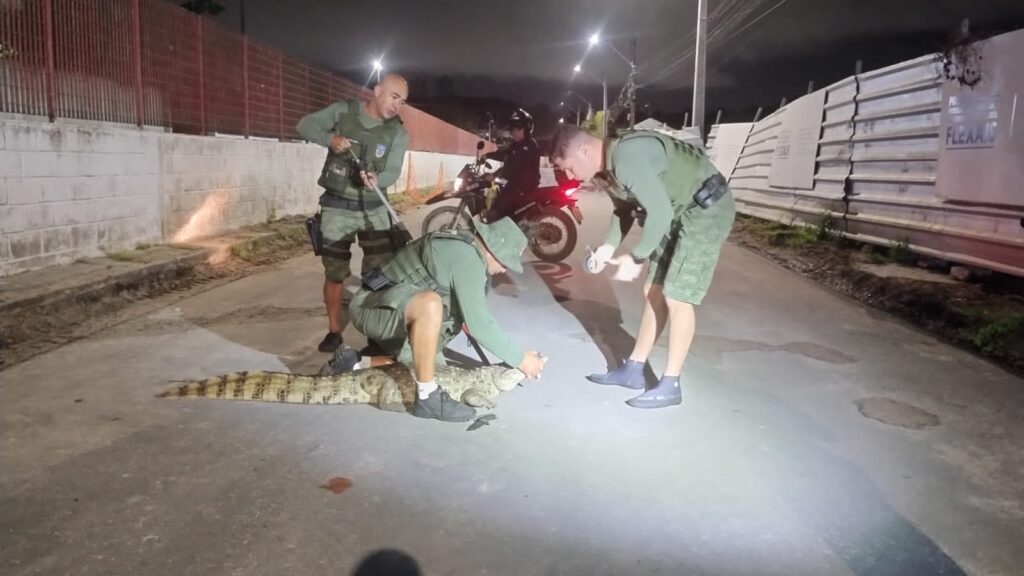 BPA Resgata 105 Jacarés em Áreas Urbanas de Alagoas: Entenda o Fenômeno