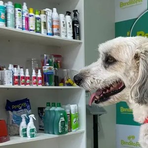 Crescimento do Mercado Pet Amplia Oportunidades de Negócio em Alagoas Crescimento do Mercado Pet Amplia Oportunidades de Negócio em Alagoas
