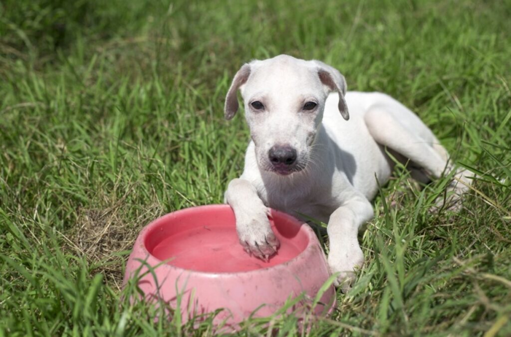 Cuidados Essenciais para Pets no Verão: Dicas da Secretaria de Saúde de Maceió