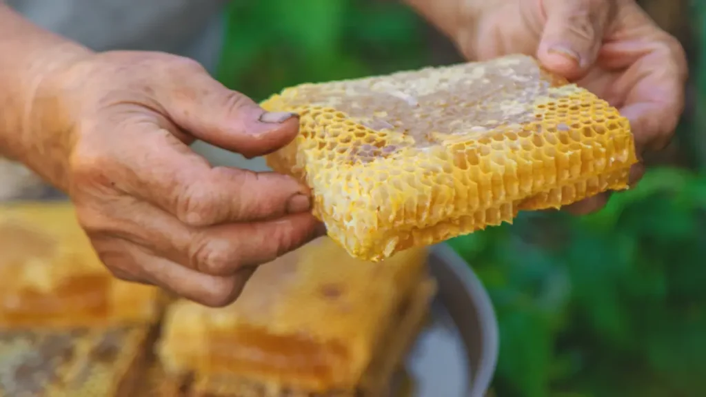 Ouro Líquido: O Mel do Sertão de Alagoas e Sua Ascensão no Mercado Europeu