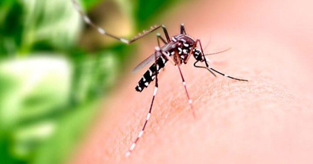 Cuidados Essenciais com Residências e Empresas Durante o Carnaval em Maceió