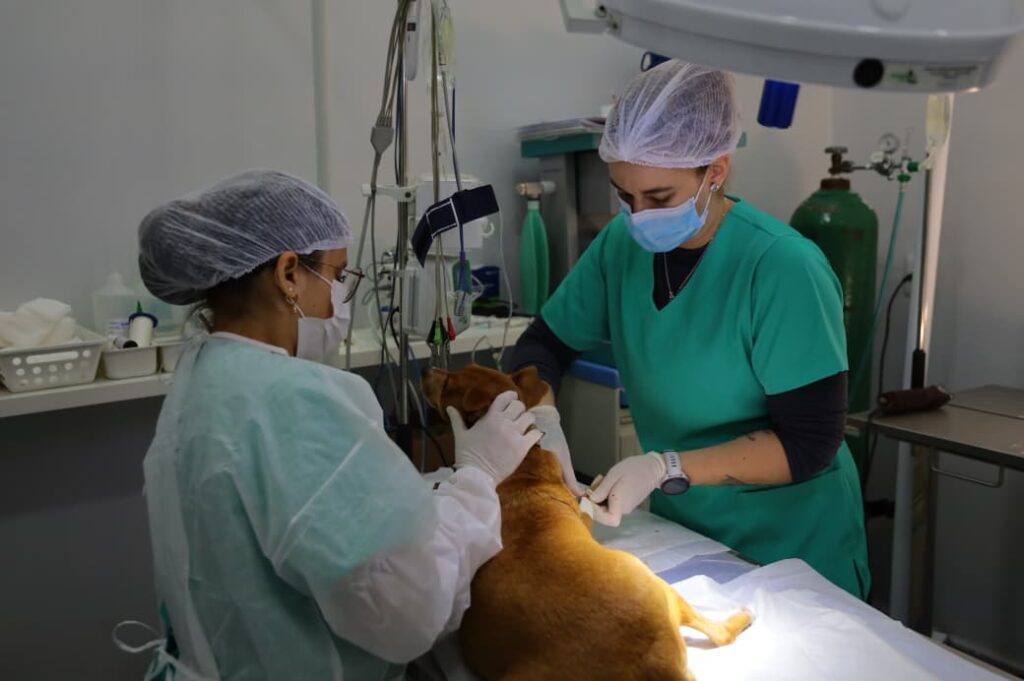 PATA atinge mais de 3,1 mil castrações e destaca bem-estar animal em Aparecida