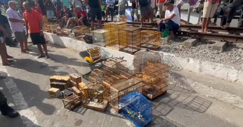 Polícia Ambiental Combate Comércio Ilegal: 60 Animais Silvestres Apreendidos em Alagoas Polícia Ambiental Combate Comércio Ilegal: 60 Animais Silvestres Apreendidos em Alagoas