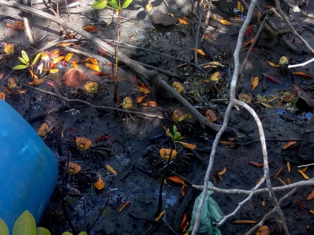 Polícia Prende Dois Homens em Maceió com 17 kg de Caranguejo-Uçá Durante Período de Defeso Polícia Prende Dois Homens em Maceió com 17 kg de Caranguejo-Uçá Durante Período de Defeso