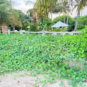 Alagoas Lidera Inovação Mundial com Tecnologia de Sandbag para Proteção Costeira Alagoas Lidera Inovação Mundial com Tecnologia de Sandbag para Proteção Costeira