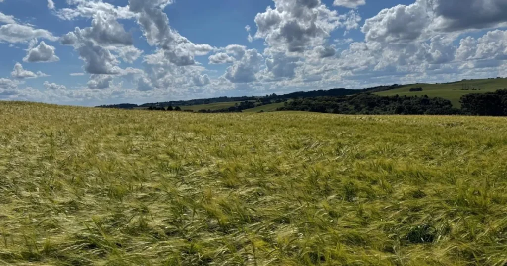 Ambev Lança Política de Incentivo à Produção de Cevada no Sul do Brasil Ambev Lança Política de Incentivo à Produção de Cevada no Sul do Brasil