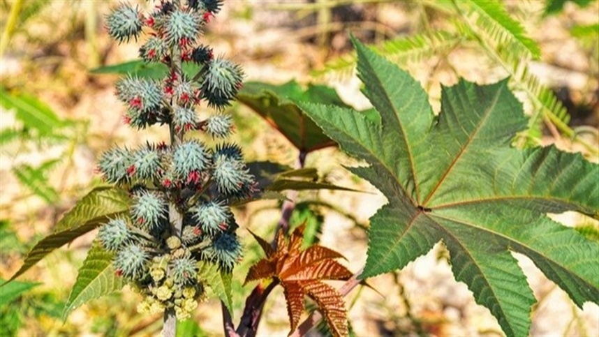 Cultura da Mamona Renova o Cenário Agrícola Brasileiro com Inovações Cultura da Mamona Renova o Cenário Agrícola Brasileiro com Inovações