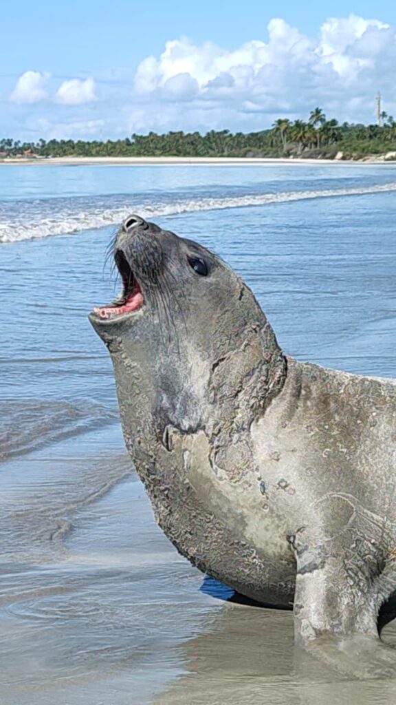 Elefante-Marinho em Maceió: Monitoração e Cuidados Essenciais