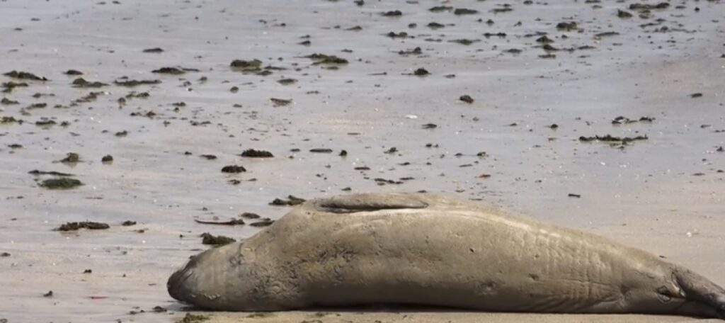 Elefante-marinho Leôncio Retorna ao Litoral de Alagoas Após Breve Desaparecimento Elefante-marinho Leôncio Retorna ao Litoral de Alagoas Após Breve Desaparecimento