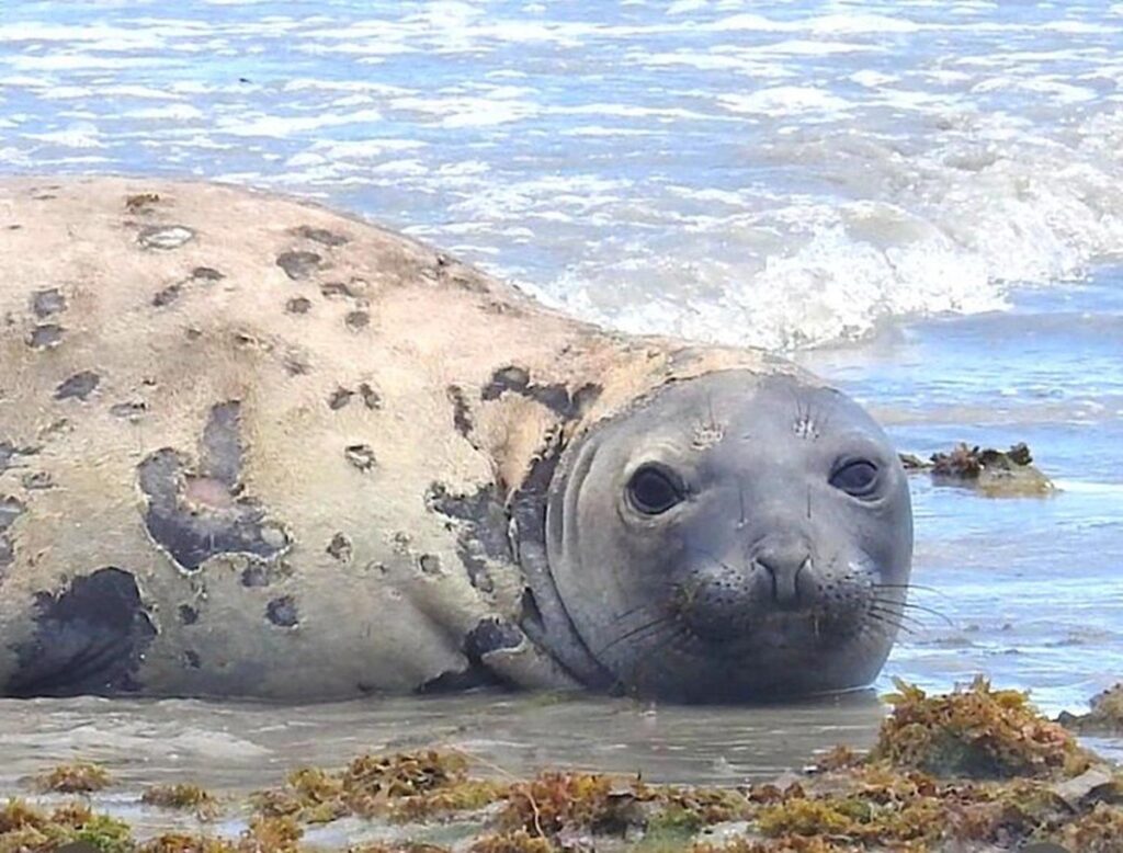 Audiência Pública em Alagoas: Análise da Morte do Elefante-Marinho Leôncio Audiência Pública em Alagoas: Análise da Morte do Elefante-Marinho Leôncio