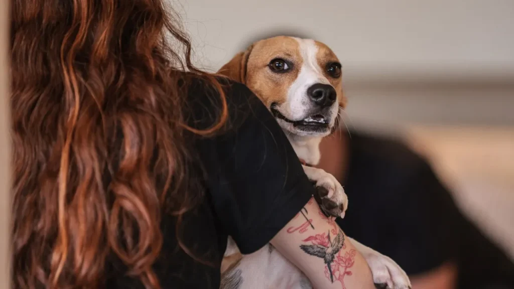 Câmara de Maceió Aprova Farmácia Veterinária Gratuita para Animais Carentes