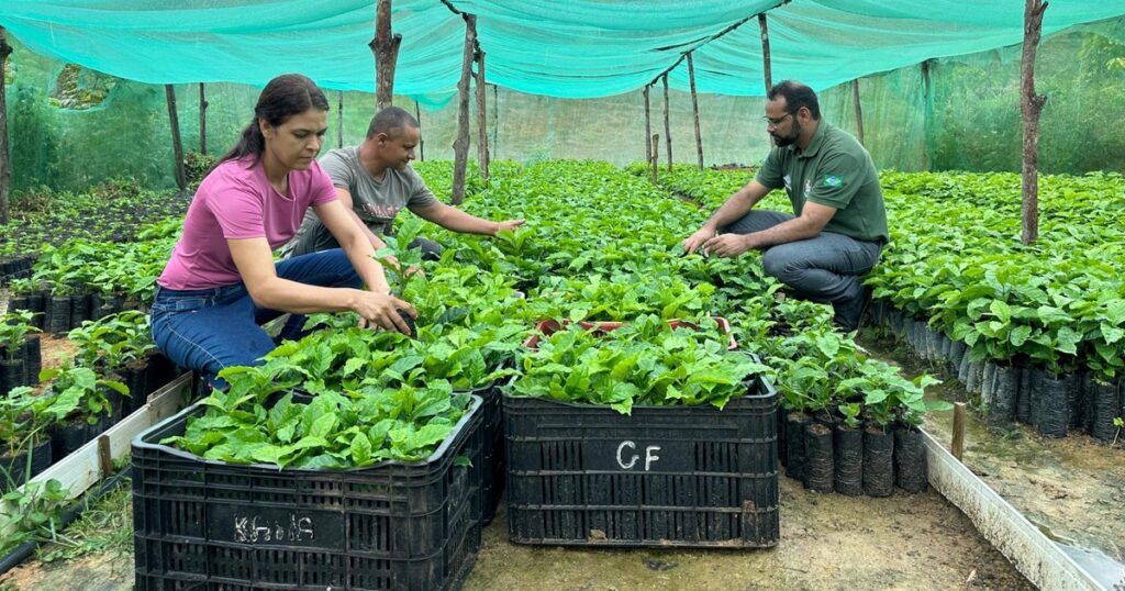 Casal Troca a Periferia de Maceió por Assentamento e Cultiva Café com Sucesso