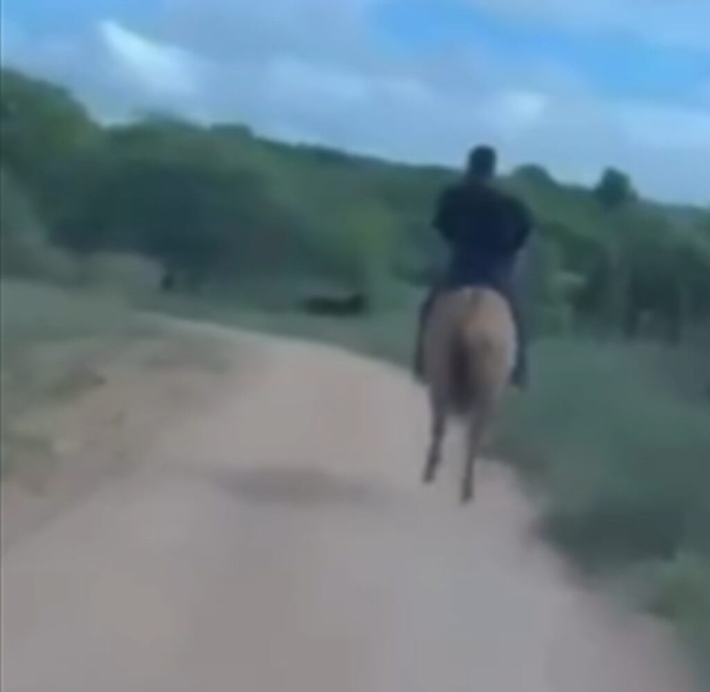 Delegado Utiliza Cavalo para Capturar Suspeito de Estupro em Alagoas