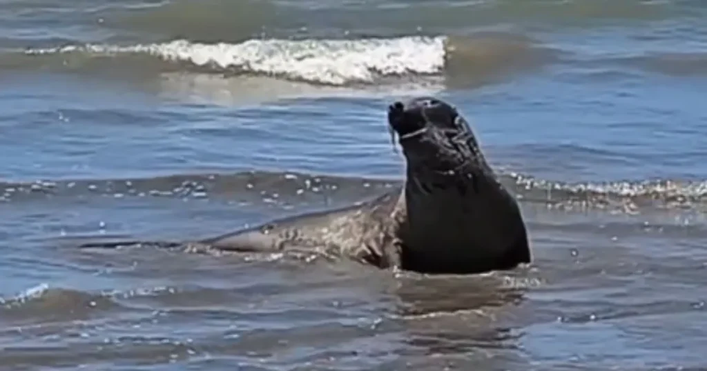 Elefante-marinho Leôncio é encontrado morto em Alagoas após agressão