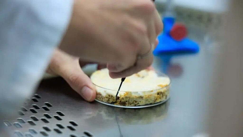 Unicamp Revoluciona Indústria Alimentar com Fungos da Amazônia