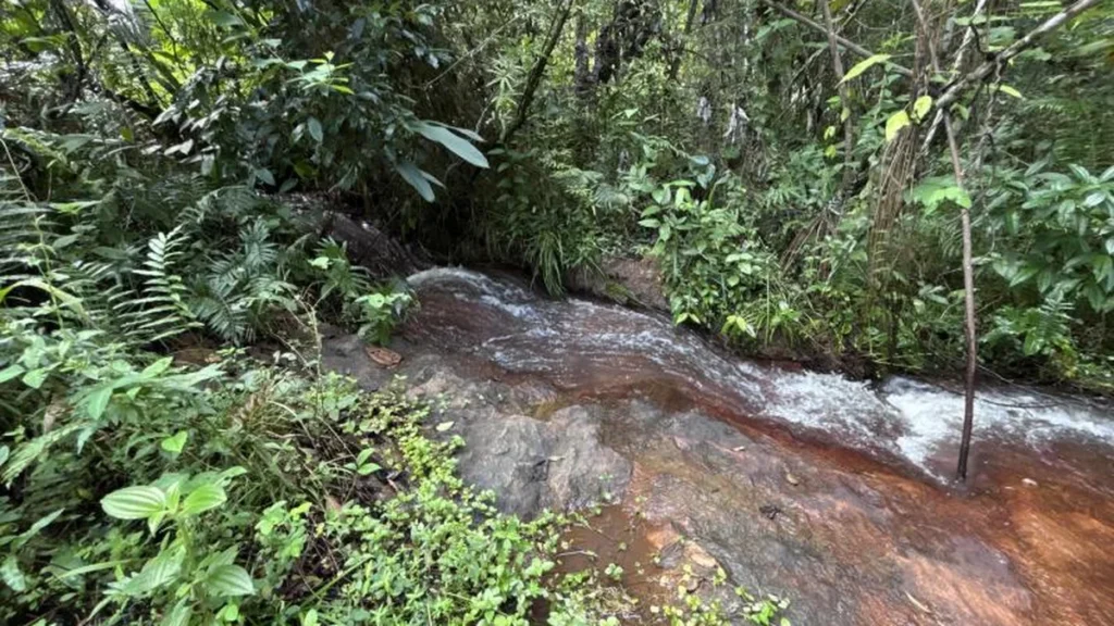 Ecoturismo e Cacau em Matriz de Camaragibe: Motor da Conservação e da Economia Local em Alagoas