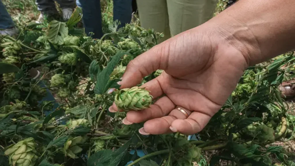 Cultivo pioneiro de lúpulo em Alagoas impulsiona a produção cervejeira e a inovação no campo