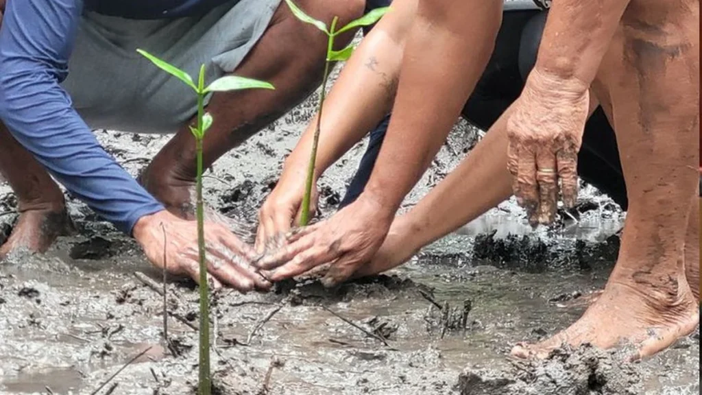 Projeto Pró-Manguezais é finalista no Prêmio Hugo Werneck de Meio Ambiente em Alagoas