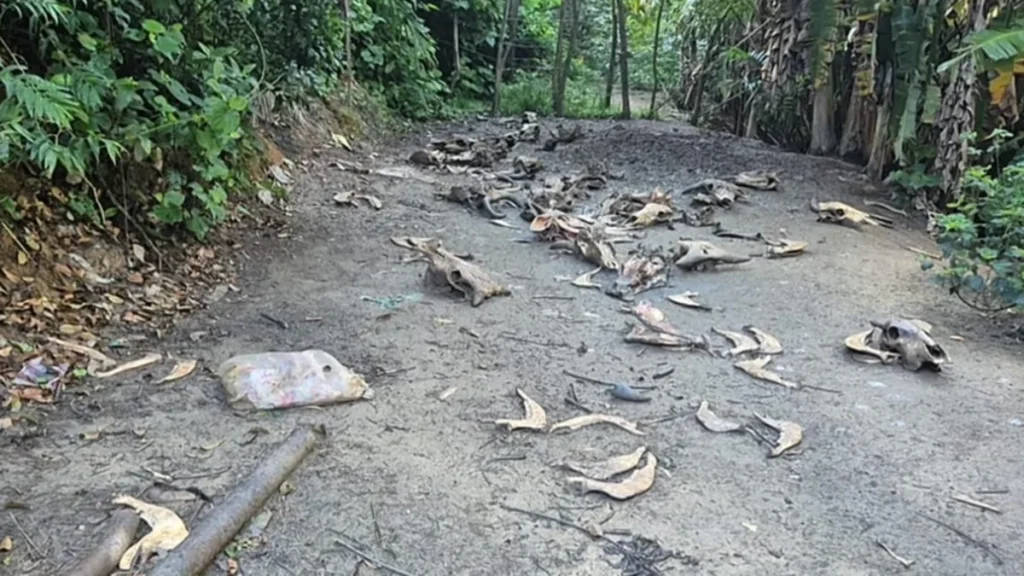 Operação em Alagoas flagra matadouro clandestino com ossadas e condições irregulares
