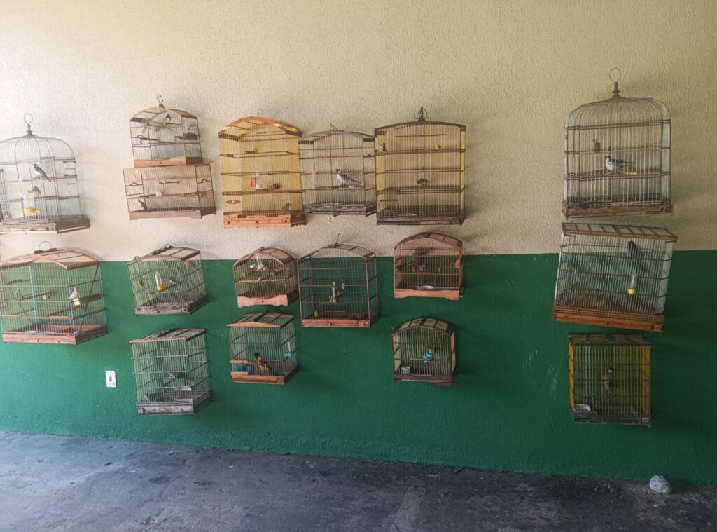 Polícia Militar de Alagoas Resgata 36 Aves Silvestres de Cativeiros Ilegais