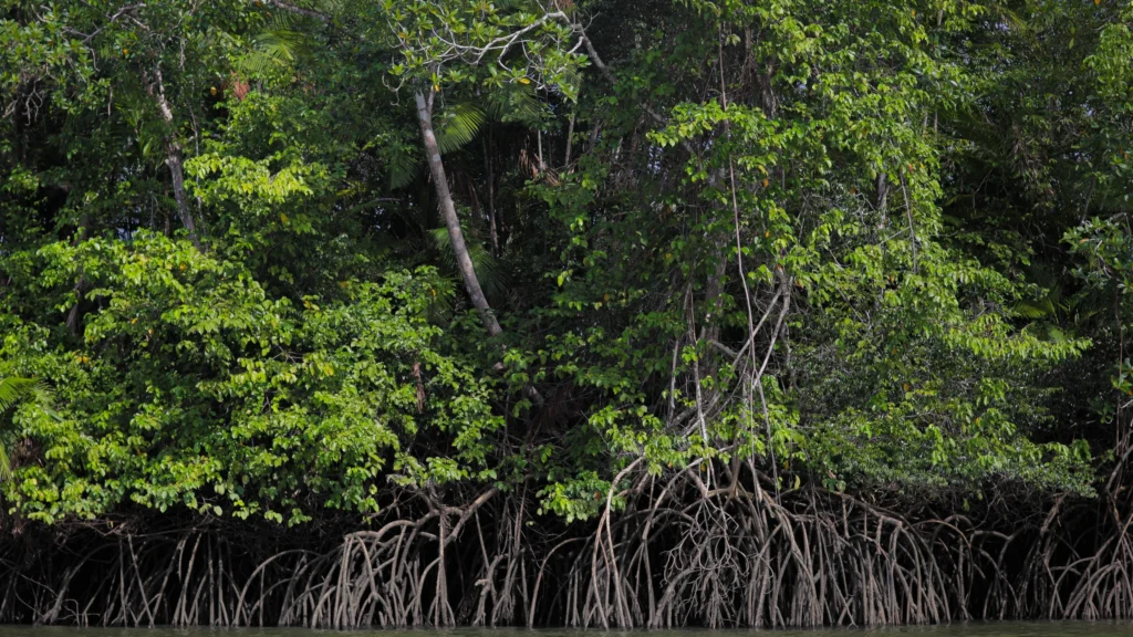 Carbono Azul: O Papel do Oceano na Crise Climática e a Conservação Marinha