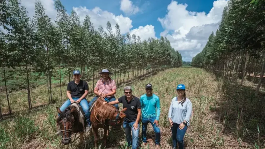 Eucalipto cresce em Alagoas e fortalece integração entre pecuária e sustentabilidade