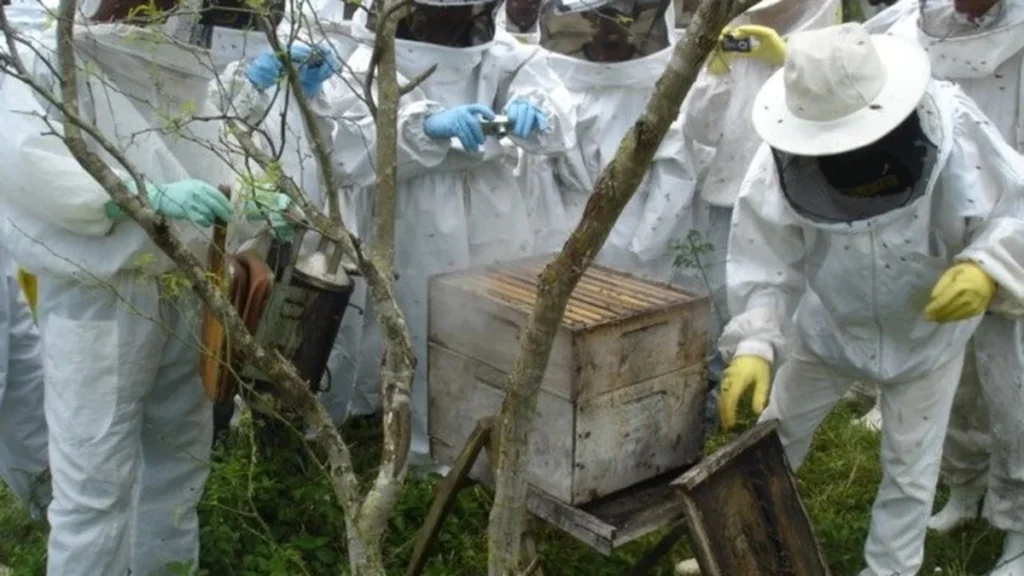 Nova Casa do Mel em Japaratinga (AL) Fortalece Apicultura e Gera Renda no Litoral Norte de Alagoas Nova Casa do Mel em Japaratinga (AL) Fortalece Apicultura e Gera Renda no Litoral Norte de Alagoas