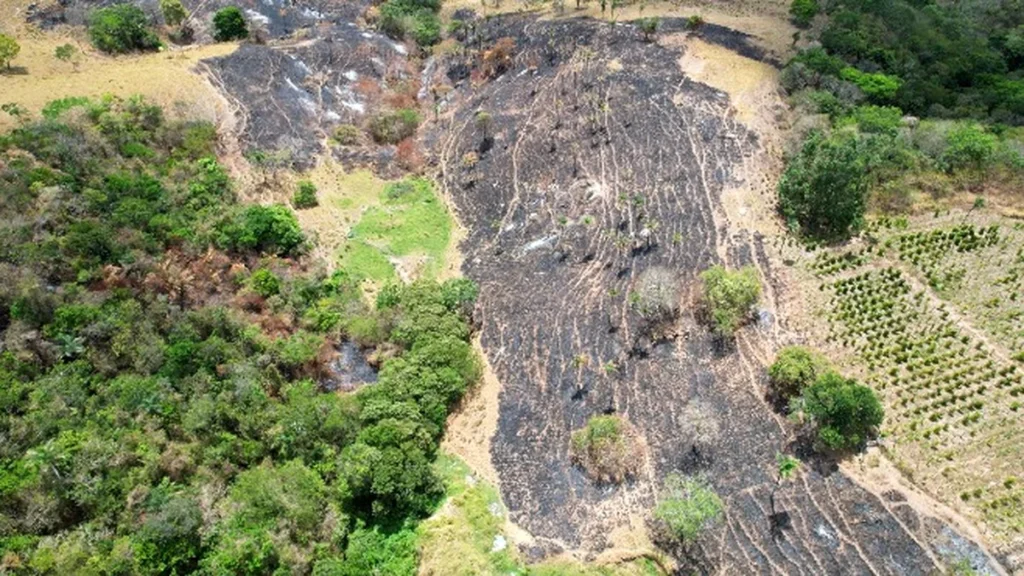 Alagoas registra terceira menor área queimada do Brasil em 2025 Alagoas registra terceira menor área queimada do Brasil em 2025