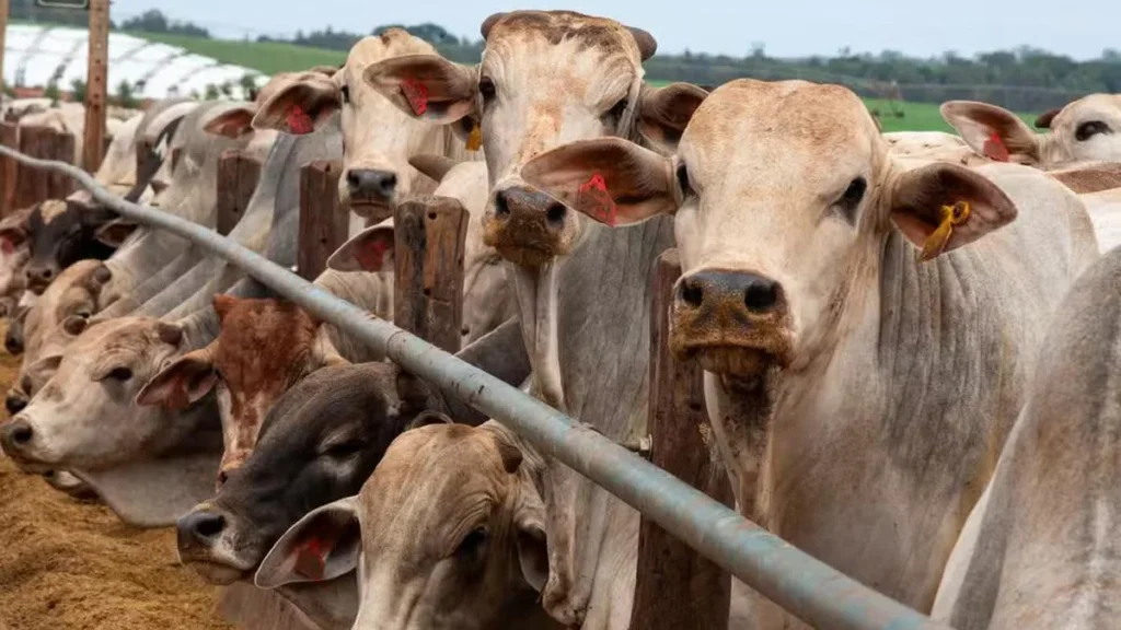 Produção de Carne Bovina no Brasil Deve Cair em 2026 e Alerta Setor em Alagoas Produção de Carne Bovina no Brasil Deve Cair em 2026 e Alerta Setor em Alagoas